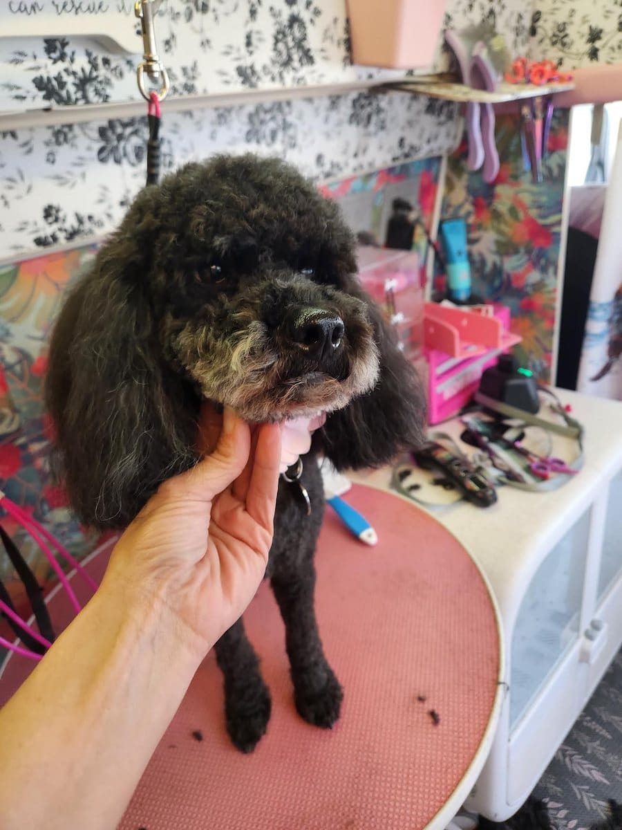 Groomer gently supporting a black curly-coated dog during a grooming session