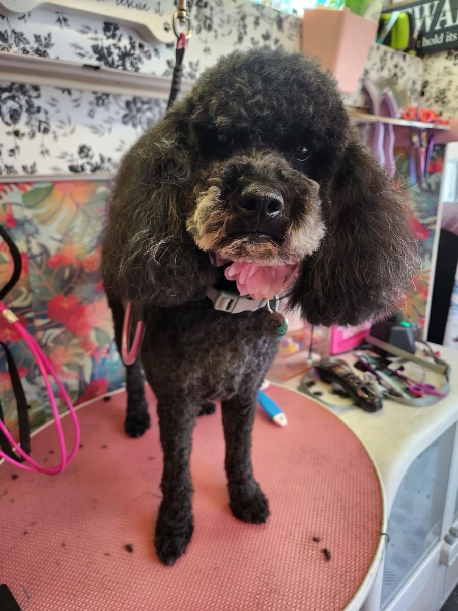 Black curly-coated dog with a pink bow after grooming