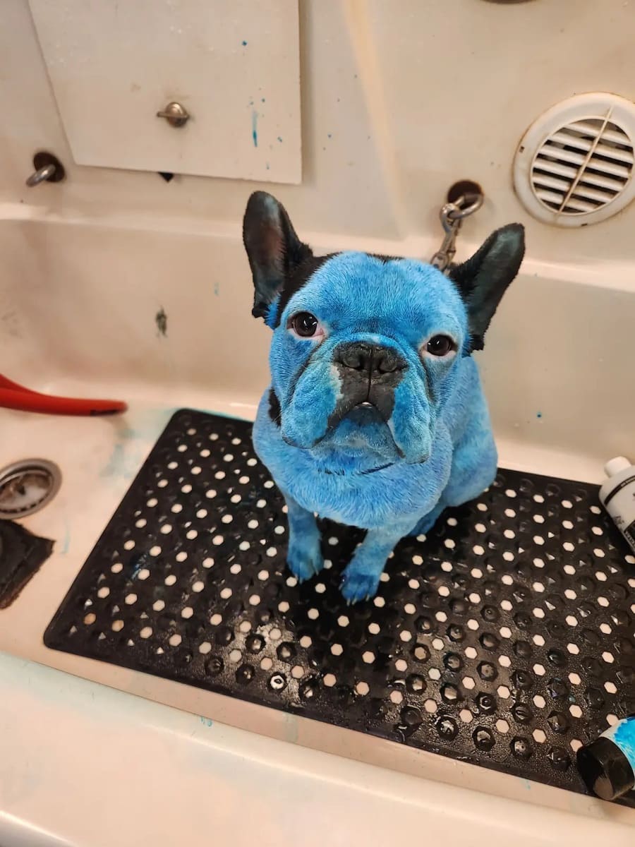 Small dog with vivid blue creative color standing in a grooming tub