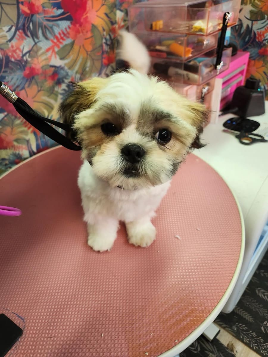 Freshly groomed small white-and-brown dog standing on a grooming table