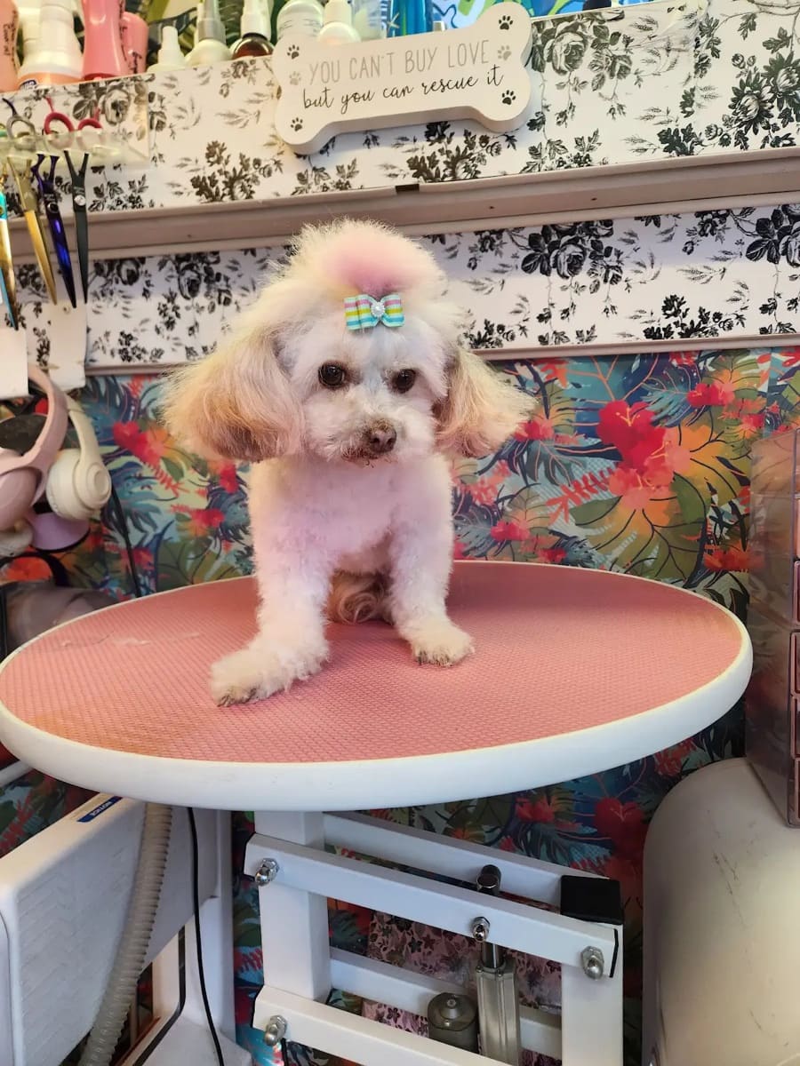 Small white dog with pink creative color on the ears and a colorful bow